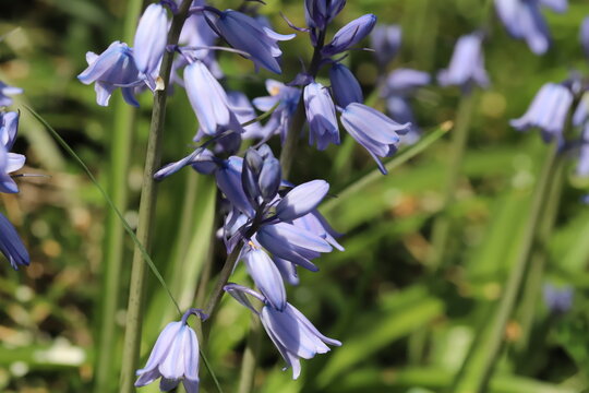 日本の春の公園に咲く薄紫色のイングリッシュ・ブルーベルの花