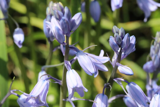日本の春の公園に咲く薄紫色のイングリッシュ・ブルーベルの花