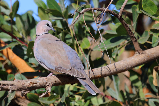 Kapturteltaube / Cape turtle dove / Streptopelia capicola