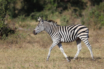 Fototapeta premium Steppenzebra / Burchell's zebra / Equus quagga burchellii