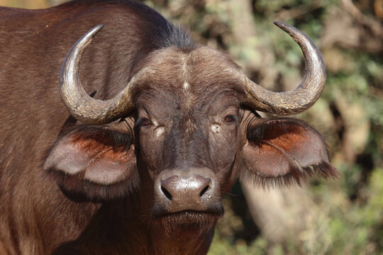 Kaffernb&uuml;ffel / African buffalo / Syncerus caffer