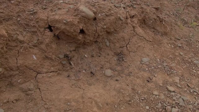 Ants nest working carrying walking dirt soil gravel countryside nature wildlife
