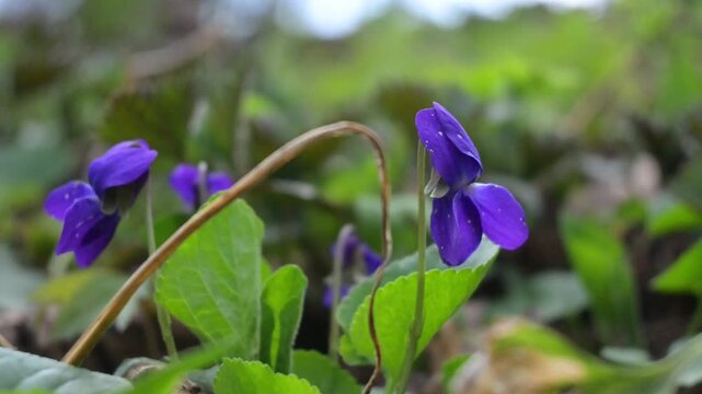 Purple wild violets blooming in spring forest, low angle, soft daylight