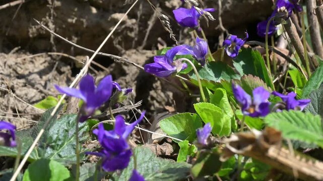 Group of purple wild violets growing on sunny hillside, spring forest, side light