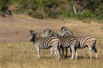 Obraz premium Steppenzebra / Burchell's zebra / Equus quagga burchellii