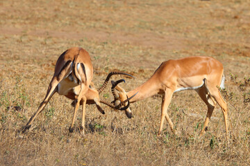 Naklejka premium Schwarzfersenantilope / Impala / Aepyceros melampus
