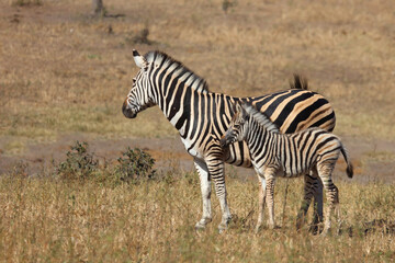 Obraz premium Steppenzebra / Burchell's zebra / Equus quagga burchellii