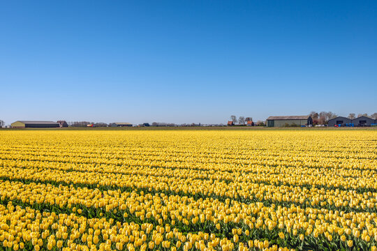 Large field with yellow-flowering tulips. The tulips are grown at a company for the flower bulbs. Shortly after the start of flowering, the tulips are beheaded so that the bulbs can continue to grow.