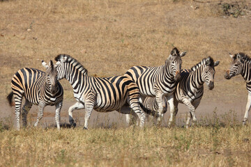 Obraz premium Steppenzebra / Burchell's zebra / Equus quagga burchellii