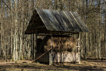 Wooden wildlife feeding shelter filled with hay in deciduous forest, Bialowieza Forest, Poland © Art L