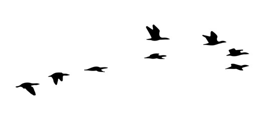 Black bird silhouettes flying in formation, migratory flock of birds isolated on white background, wild geese or ducks in flight, minimalist nature graphic © Angel Mandik
