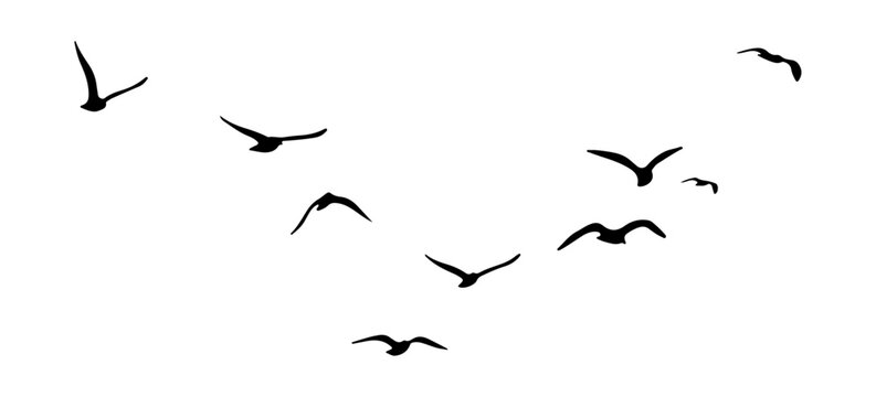 Minimalist black bird silhouettes flying in V-formation, flock of migratory birds isolated on white, wild geese or ducks soaring in flight