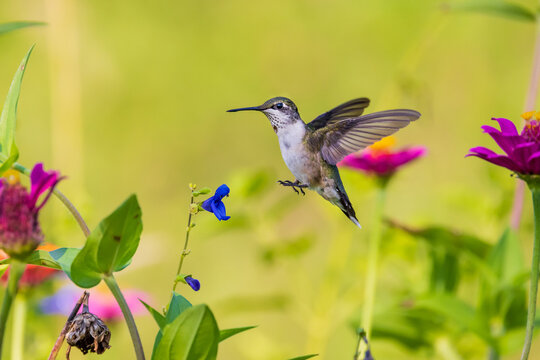 01162-18510 Ruby-throated Hummingbird (Archilochus colubris) feeding on zinnia sp. Marion Co.  IL