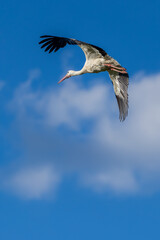 Fototapeta premium Stork flying above landscape in open sky
