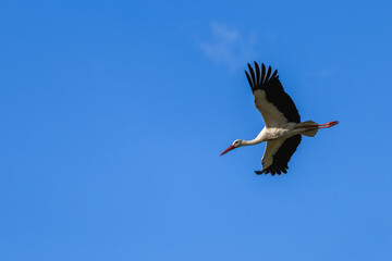 Obraz premium White stork symbolizing freedom and journey