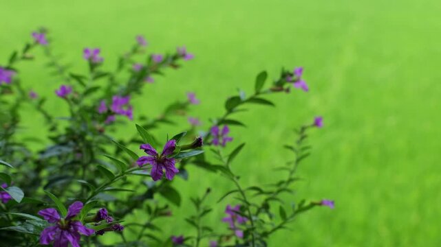 Vibrant Purple Mexican Heather Flowers in Lush Green Garden