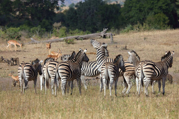 Obraz premium Steppenzebra / Burchell's zebra / Equus quagga burchellii