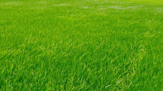 A wide shot showing a vibrant green rice paddy field The young stalks of rice create a textured carpet of bright lime , emerald green tones under natural daylight across a sprawling rural landscape