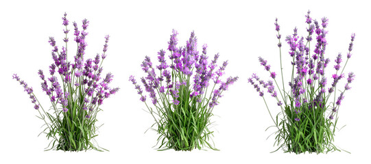 lavender in 3d rendering isolated on white background © D85studio