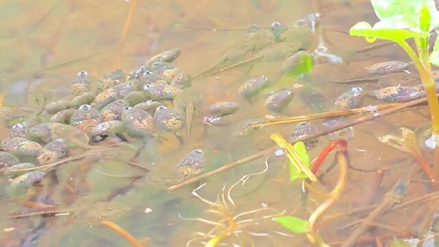 


Dynamic swarm of Dybowski's frog (Rana dybowskii) tadpoles in a pond.6
