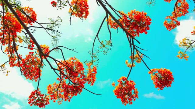 Orange Peacock flowers blooming against a brilliant turquoise blue sky with soft white clouds
