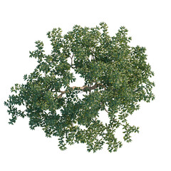 Amygdalus persica tree plan, top view, cutout, transparent background, isolate, Lush Green Foliage Branches, Detailed Natural Texture, Perfect for Design Elements © DH Tree Stock