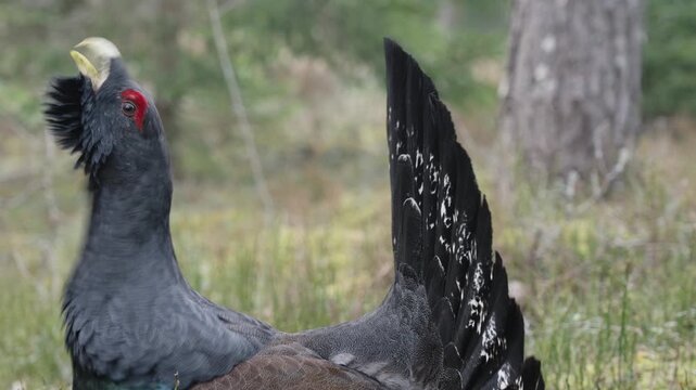 Male western capercaillie roost on lek site in the early spring morning. Display and defend territory through tail flashing and vocalizations. Male capercaillie uses tail exhibition Footage with audio