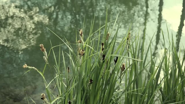Lake marginal plant with pointed leaves beside rippling water.