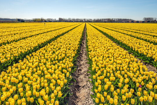 Large field with yellow-flowering tulips. The tulips are grown at a company for the flower bulbs. Shortly after the start of flowering, the tulips are beheaded so that the bulbs can continue to grow.