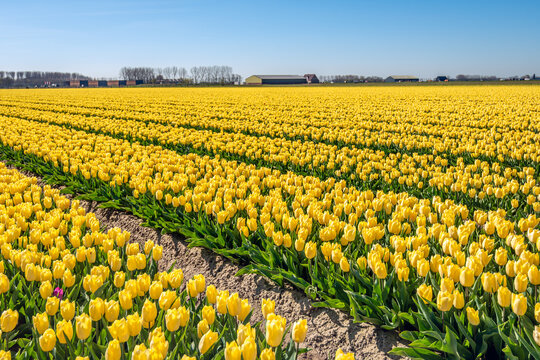 Large field with yellow-flowering tulips. The tulips are grown at a company for the flower bulbs. Shortly after the start of flowering, the tulips are beheaded so that the bulbs can continue to grow.