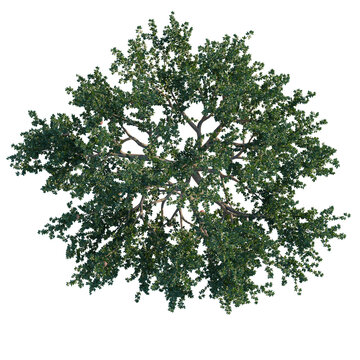 Punica granatum tree plan, top view, cutout, transparent background, isolate, Detailed Spruce Tree Branch with Lush Green Needles, Natural Landscape Element