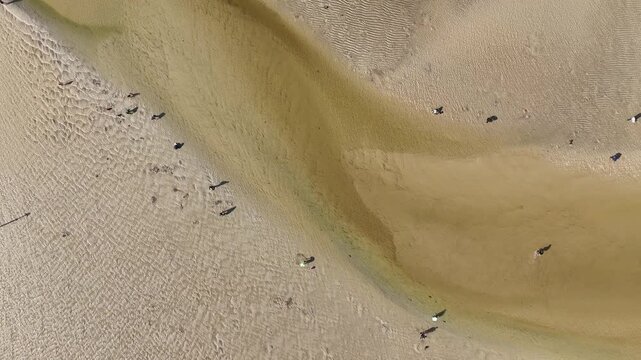 Drone overhead descent over sunny tidal flats, families gathering shellfish at low tide on river Minouet, Concarneau, Brittany France.