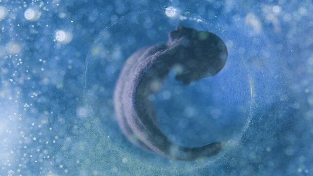 A small moving tadpole embryo in frogspawn egg under microscope