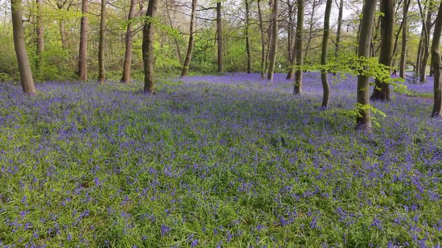 Wanstead bluebell field filmed by low drone reversing through spring woodland, passing beech trees and fresh green leaves in London, UK.