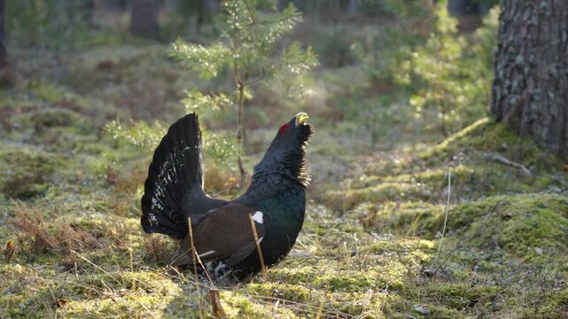 Male western capercaillie roost on lek site in lekking season in the early morning. Male capercaillie serenades amid sunlit mossy woodland environment. Male capercaillie sings. Footage with audio.