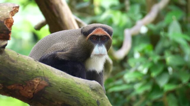 A De Brazza's Monkey (Cercopithecus neglectus) rests on a tree under the leafy canopy, staring at the camera, close up shot.