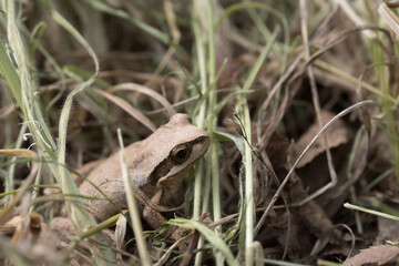 Obraz premium Southern Brown Tree Frog among dry grass and leaves