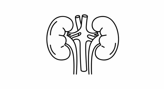 Stylized line art illustration of two human kidneys with arteries
