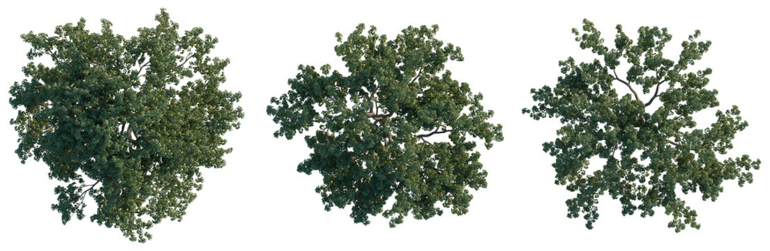 Pyrus tree plan, top view, cutout, transparent background, isolate, Detailed aerial view of lush green tropical forest canopy with dense foliage and vibrant plant life