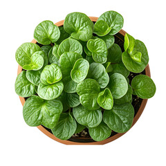 Fototapeta premium Top view of Sweetheart Plant in a pot isolated on a white transparent background