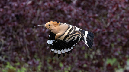 Eurasian Hoopoe © Mehmet