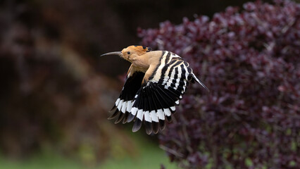 Eurasian Hoopoe © Mehmet