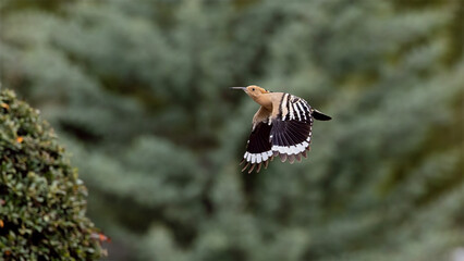 Eurasian Hoopoe © Mehmet