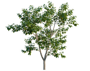 Obraz premium Cerasus pseudocerasus tree, elevation, front view, cutout, transparent background, isolate, Delicate Cherry Blossom Branch with Pink Flowers, Spring Floral Detail, Easter Decoration