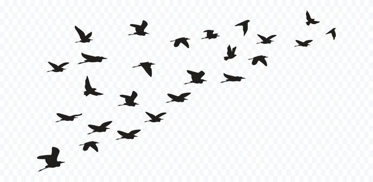Graceful Bird Silhouette Vector Set Wildlife Avian Black White Icons Collection