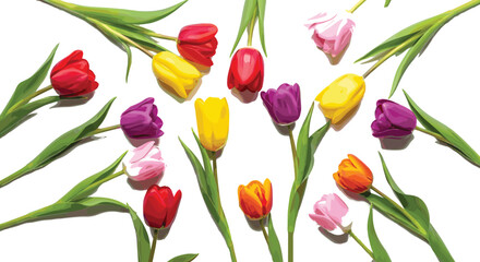 Obraz premium Scattered Colorful Tulip Flowers With Green Leaves Spring Floral Multicolor Vector Illustration Collection Set