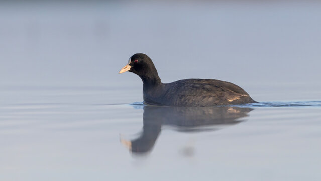 Eurasian Coot 