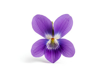 Obraz premium Closeup of a vibrant purple violet flower isolated on white background 4.