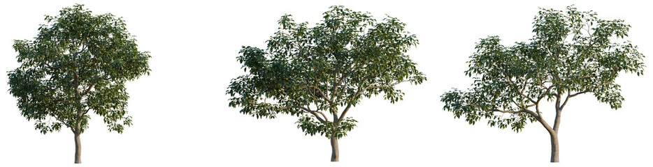 Naklejka premium Diospyros kaki tree, elevation, front view, cutout, transparent background, isolate, Detailed Green Tree Branch with Lush Foliage, Perfect for Natural Themes and Botanical Designs