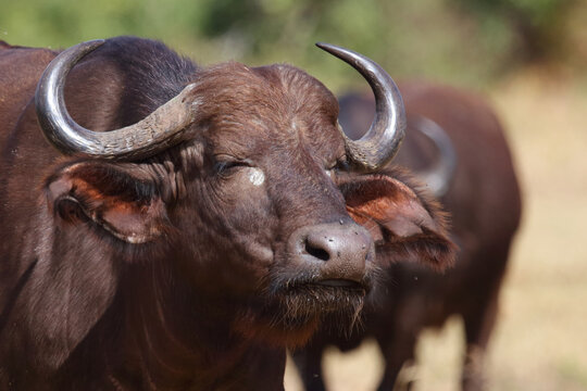 Kaffernb&uuml;ffel / African buffalo / Syncerus caffer